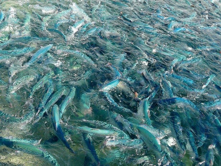 Nye, lovende resultater med GMO-planteolje i fiskefôr