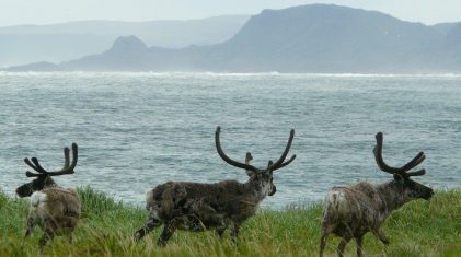 Reinokser Hamningberg Varanger. foto Trygve Poppe