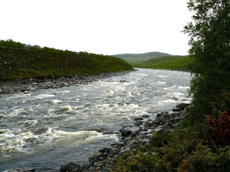 Sametinget krever strakstiltak mot Tana-gjedda: – Alvorlig trussel mot laksens overlevelse