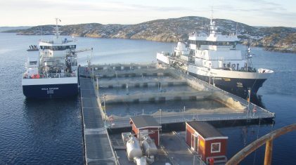 Ronja-Nordic-&-Ronja-Supperior-at-Marine-Harvest-processing-plant-at-Ulvan-2