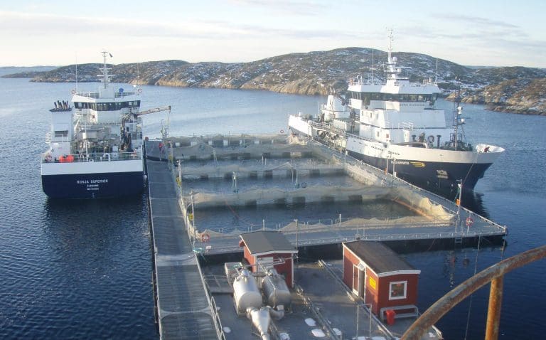 Sopte inn på frakt av levende fisk