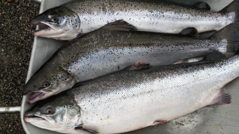Kilde til rømt fisk er fortsatt ukjent