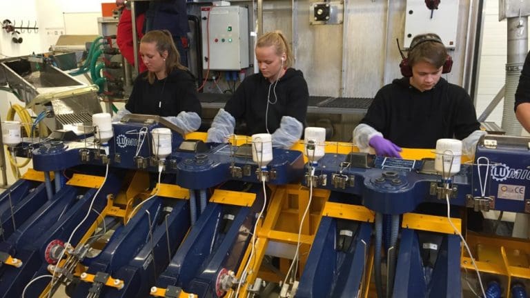 Vaksinerer fem millioner laks med ny vaksine