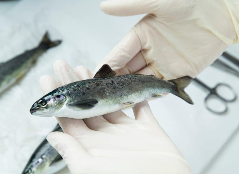 Mot slutten for lysstyrt smolt
