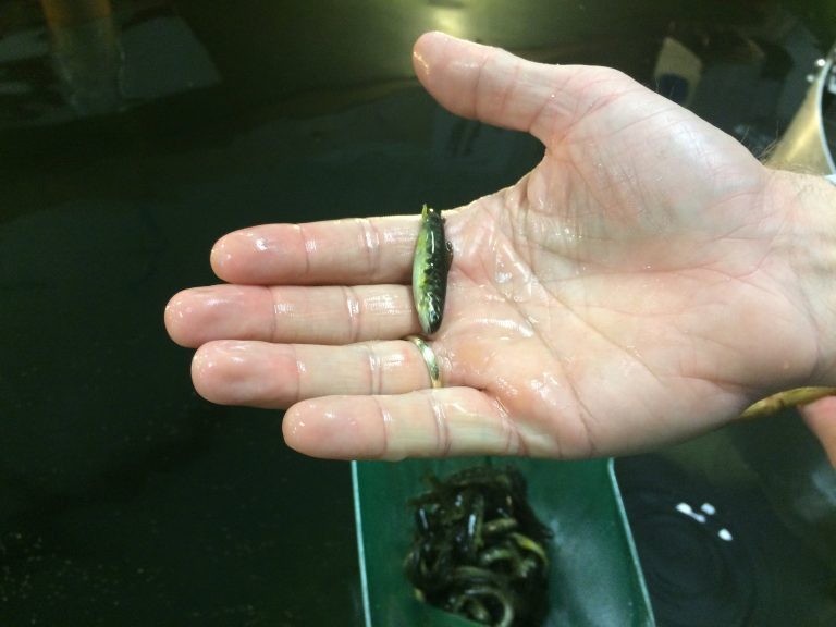NTS vil bli selvforsynt med smolt