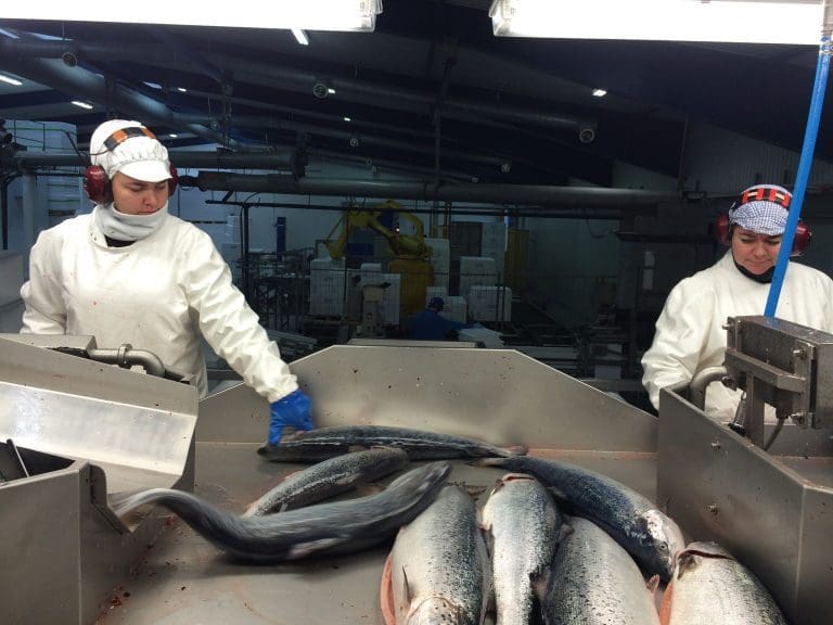 Tapper biomassen for fisk