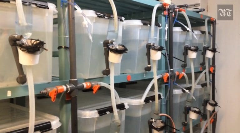 Ny styreleder i Sea Lice Research Centre