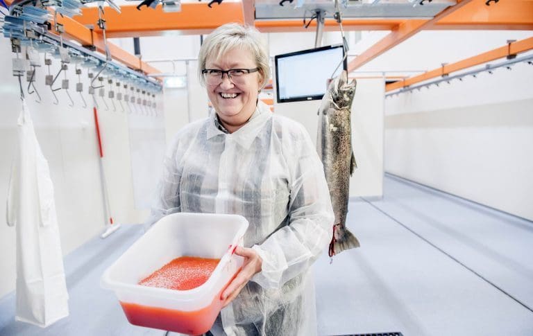 Første rognleveranse fra Nordnorsk Stamfisk