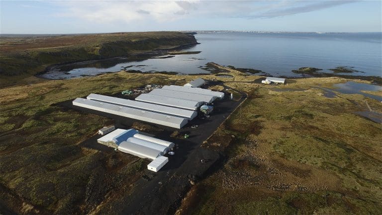 Island vokser i det norske rognmarkedet