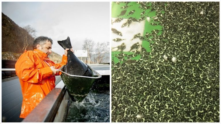 Denne fisken skulle bli det nye oppdrettseventyret