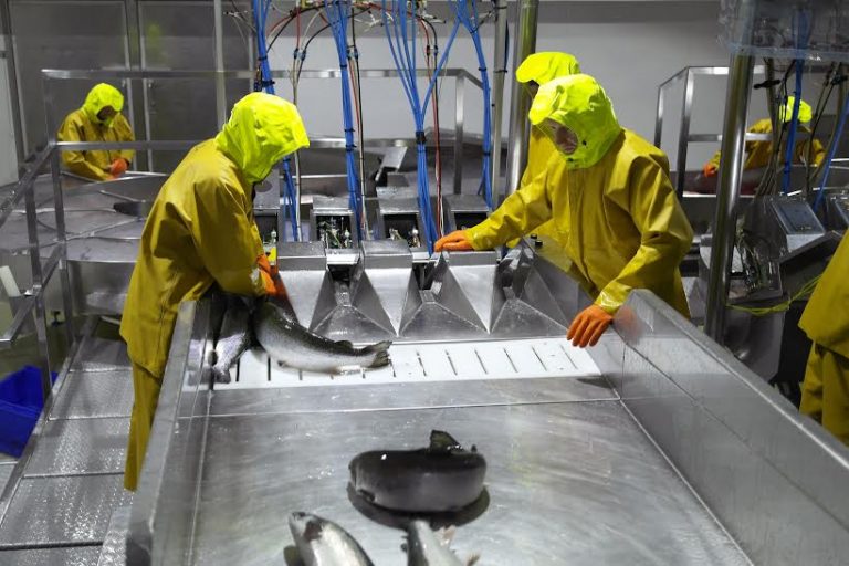 Økt slakteaktivitet dempet biomassen