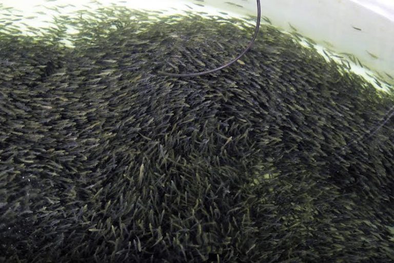 200.000 yngel gikk tapt i Grieg Seafood-brannen