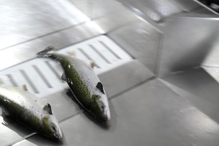 Resultatnedgang for Aqua Farms Vartdal