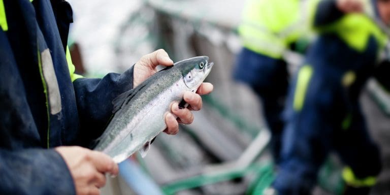 Økt matproduksjon og flere arbeidsplasser