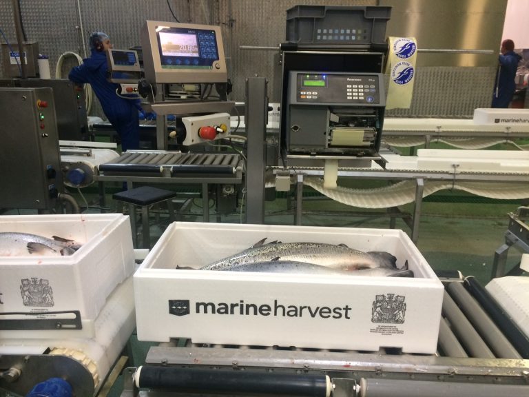 Ny rapport sendte Marine Harvest til topps