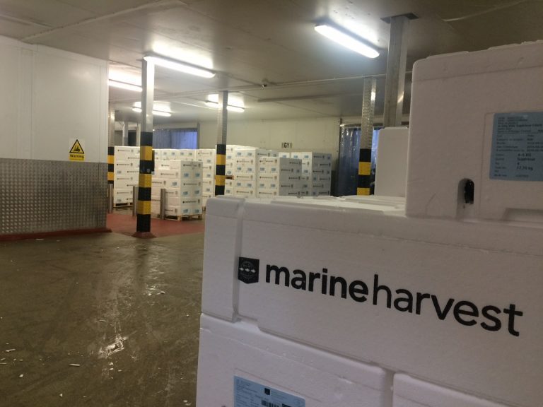 Venter en milliard i kvartalsutbytte fra Marine Harvest