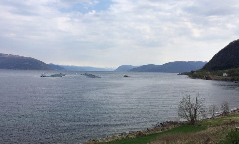 Ny årsbeste for lakseprisen