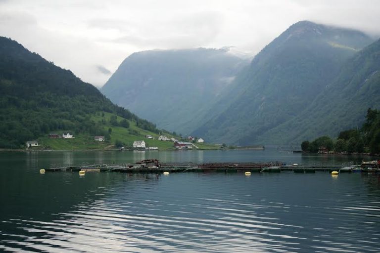 Mønsterbruka