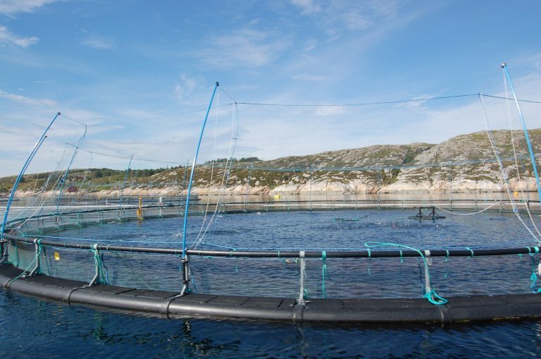 ILA-mistanke for SalMar