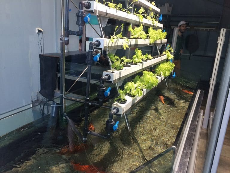 Grønt lys for aquaponics-anlegg i Balsfjord