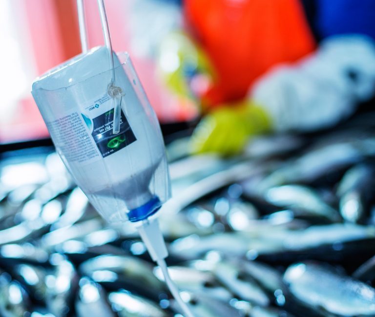 MSD Animal Health styrker seg med fem nyansettelser