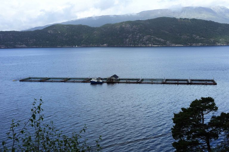 Tunge uttak av mindre fisk senker lakseprisen