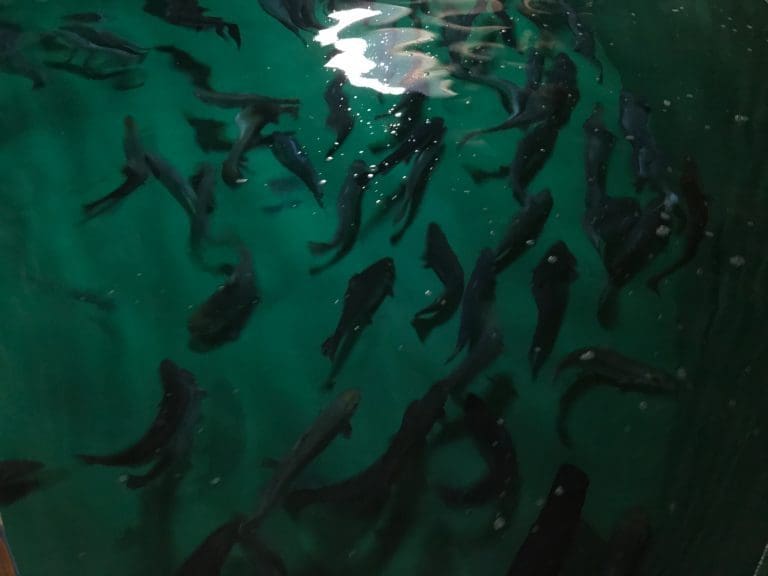 Marine Harvest vil bygge nytt stamfiskanlegg