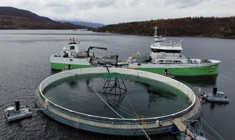 Skal sette ut 600.000 smolt i &laquo;Neptun 3&raquo; i oktober: – Resultatene hittil er lovende
