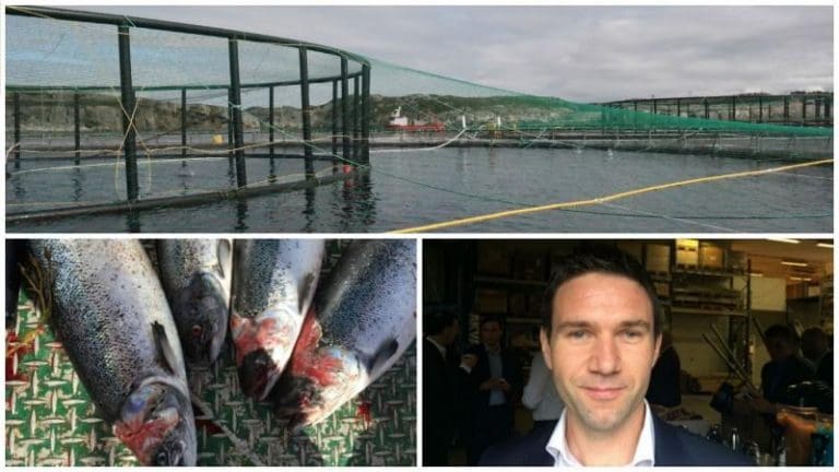 – Skuffende resultater fra sjømatselskapene