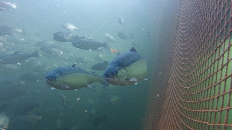 Vil sørge for at fisken ikke blir syk av gjengrodde merder