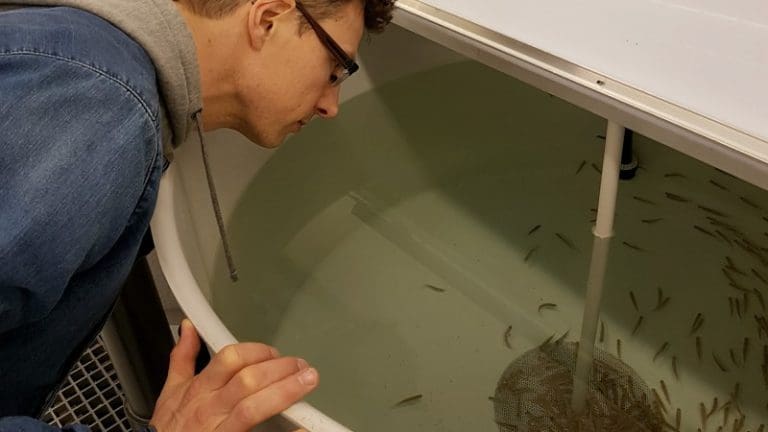 Disse laksene kan bli gull verdt for oppdrettsnæringen