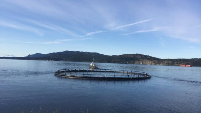Utstyrsduo fikk kontrakt på leveranse av 87 merder til Marine Harvest