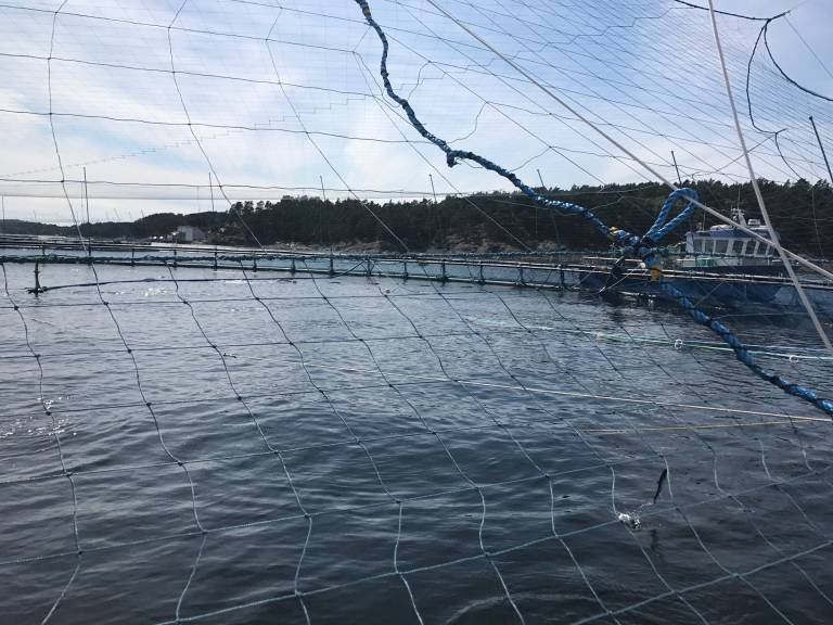 Biomassevekst etter økt fôring
