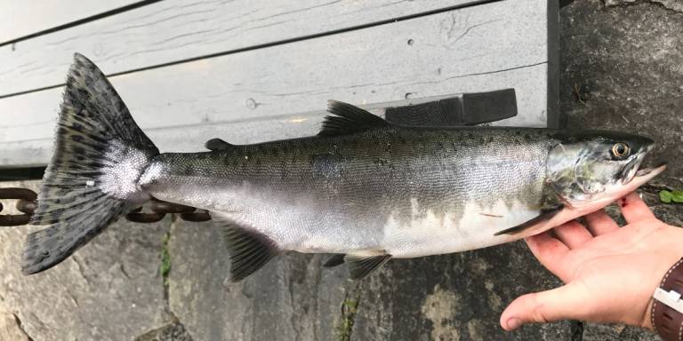 Pukkellaks registrert i nesten 120 norske elver