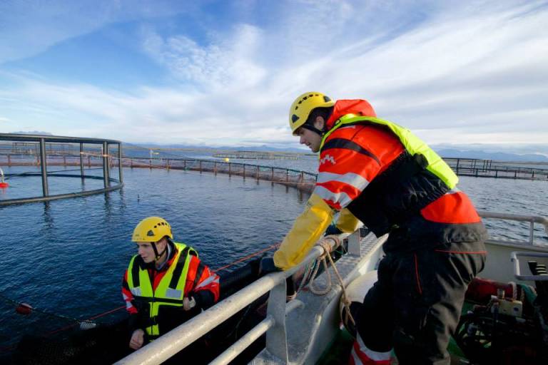 Vega Sjøfarm med kraftig resultatfall etter utbyttefest