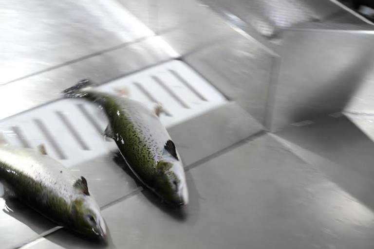 Historisk milepæl for Telavåg Fiskeoppdrett