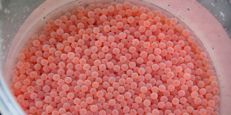Millionsmell for Salmar Genetics etter ILA-utbrudd