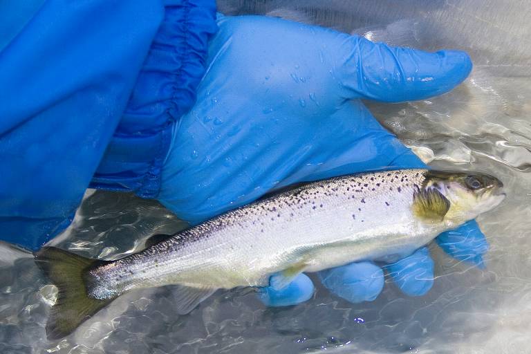 Millioner av GAIN-fisk klar til å prestere i sjø