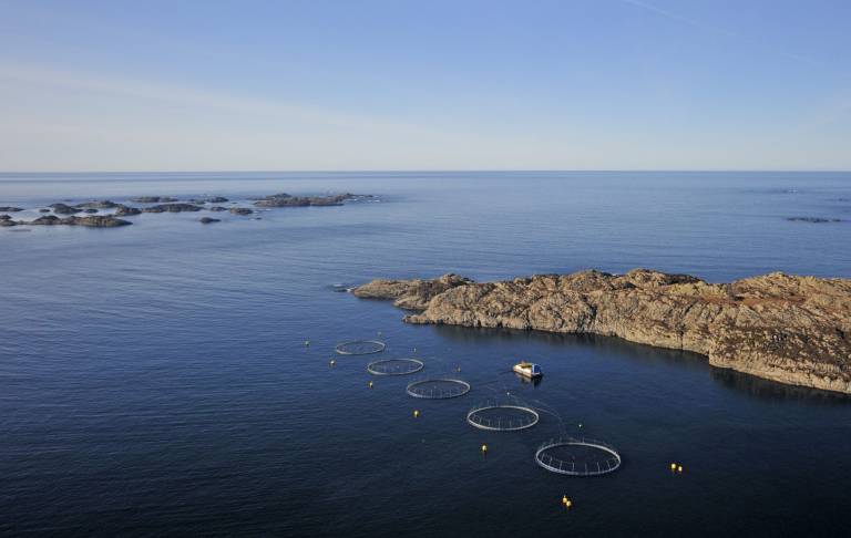 ILA-utbrudd for Bremnes Seashore: 900.000 fisk må slaktes ut
