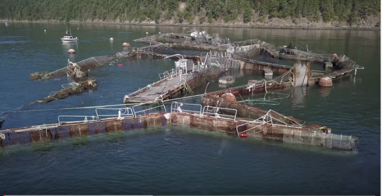 Unike dronevideoer: Her er det kollapsede anlegget til Cooke Aquaculture