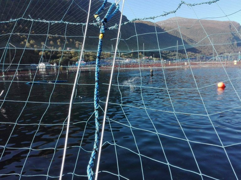 Marine Harvest investerer i tiltak for å redusere luseforekomst