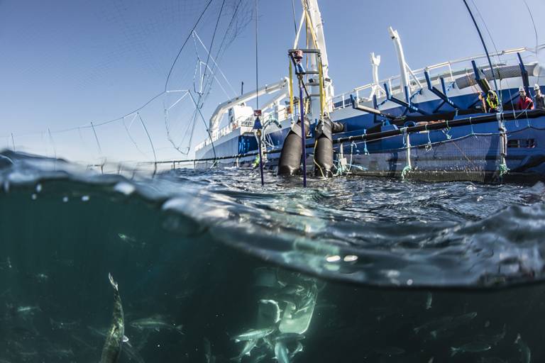 Cflow leverer fiskevelferd til brønnbåten ”Gåsø Freyja”