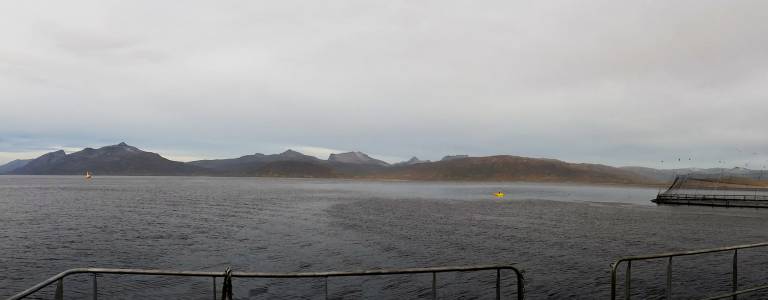 Effekter av oppdrett på vill marin fisk