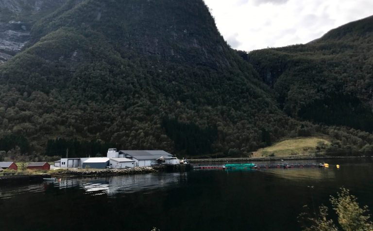 PD-fisk rømte frå ventemerd i Instefjorden