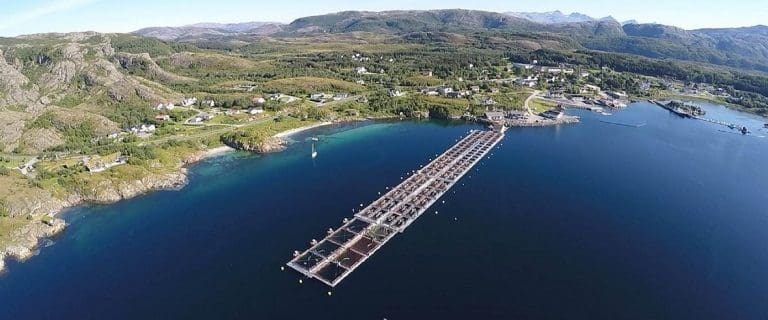 Gasellegull til Dønna