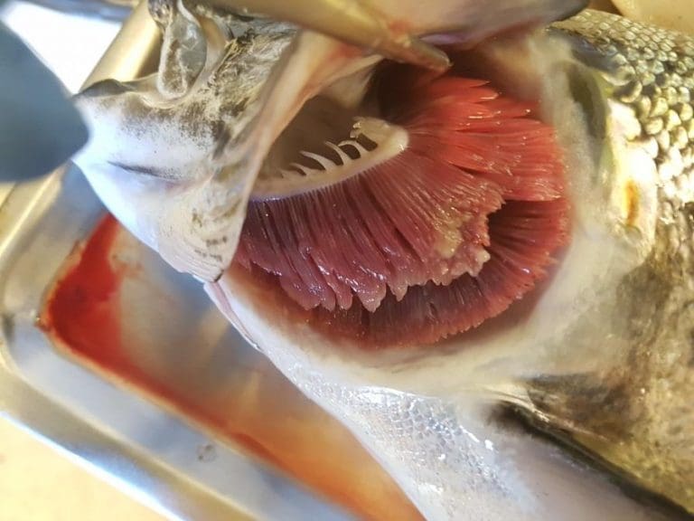 Ny analyse for påvisning av Tenacibaculum maritimum