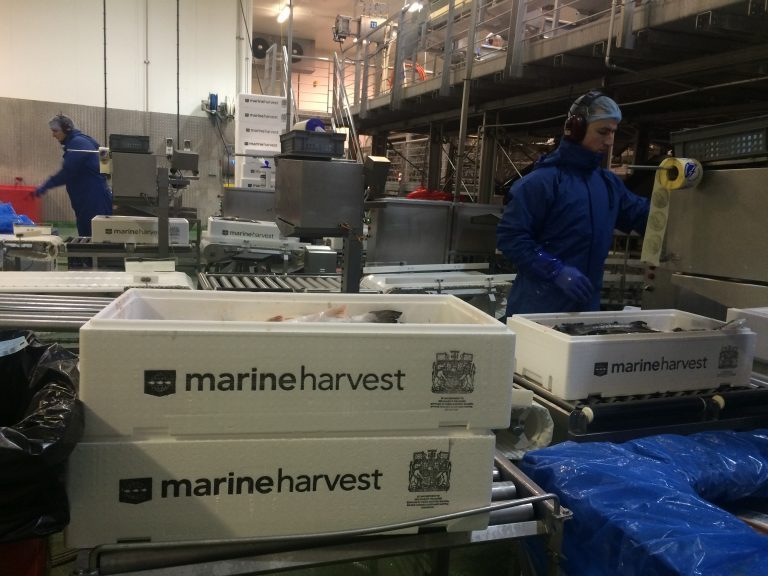 Norge i tet i Marine Harvests Q4-resultat
