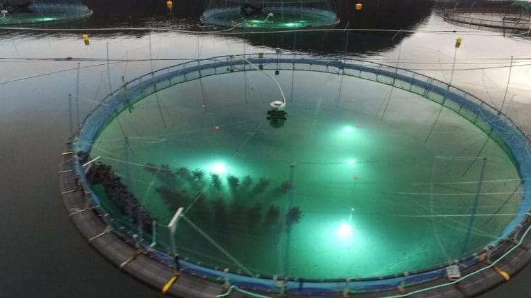 Vil bekjempe lakselusa ved å å fôre fisken syv meter under vannoverflaten
