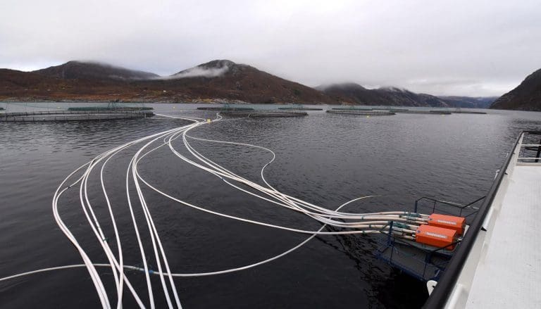 Slik svarer Bindalslaks på klagen fra Marine Harvest og Nova Sea
