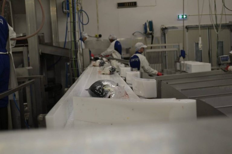 Cermaqs nye slakteri i Steigen: 30 av 31 har sagt ja til å bli med videre fra Skutvik